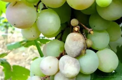 Grape Bacterial Infections