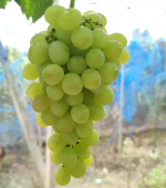 Grape With Pyraclostrobin Mixture E1646105037122